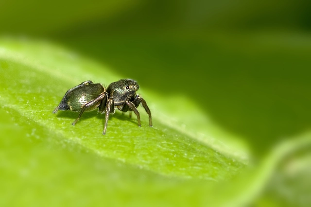 Heliophanus