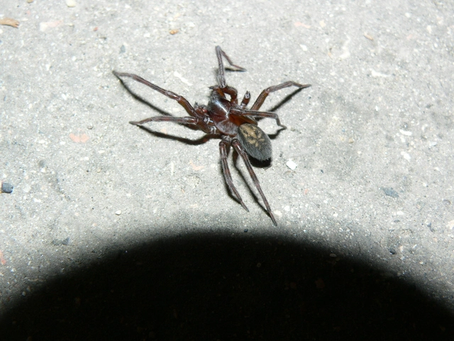 Amaurobius ferox - nagy eretnekpók