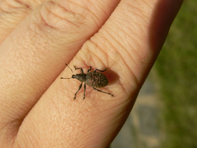 Liophloeus tessulatus - kockás barabolyormányos