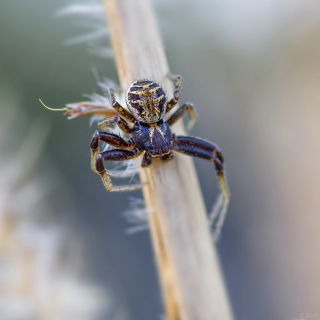 Xysticus