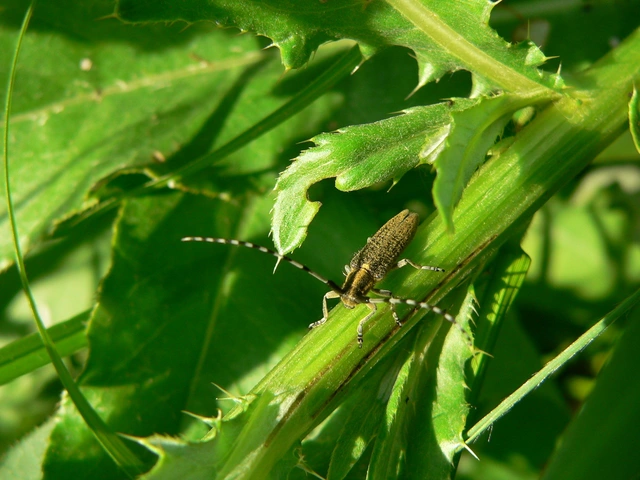 Agapanthia villosoviridescens - fehérgyűrűs bogáncscincér