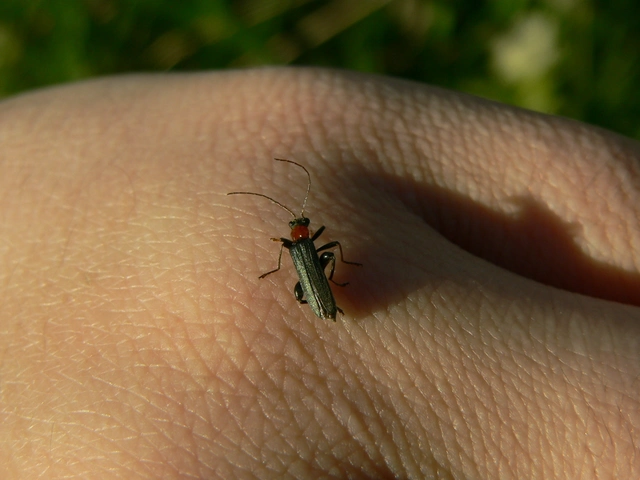 Oedemera croceicollis - pirostorú álcincér