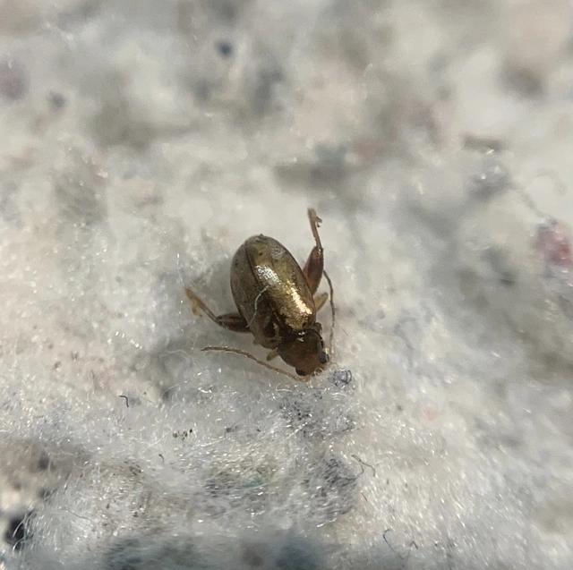 Longitarsus