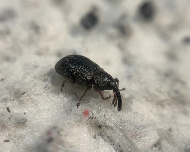 Notaris acridulus - közönséges sásormányos
