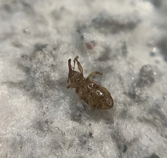 Dorytomus villosulus - sárgás hangormányos