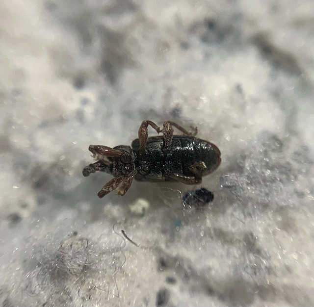 Dorytomus taeniatus - kecskefűz-hangormányos