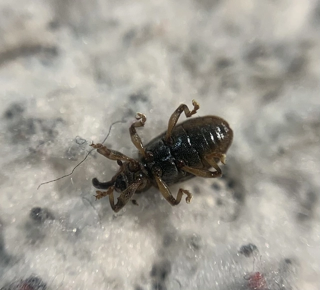 Dorytomus taeniatus - kecskefűz-hangormányos