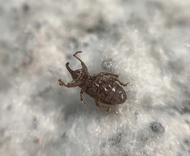 Dorytomus melanophthalmus - sárgaorrú hangormányos