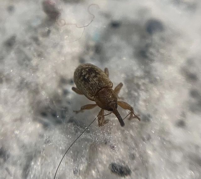 Dorytomus melanophthalmus - sárgaorrú hangormányos