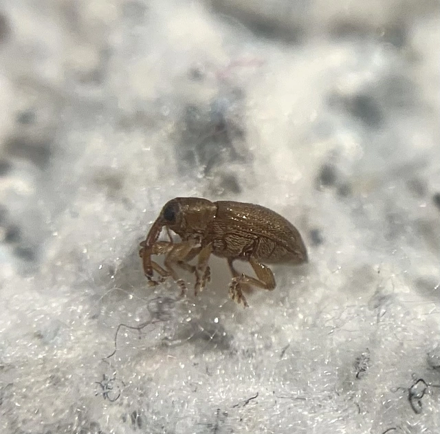 Dorytomus melanophthalmus - sárgaorrú hangormányos