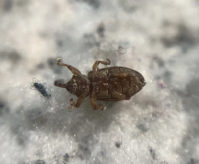 Dorytomus melanophthalmus - sárgaorrú hangormányos