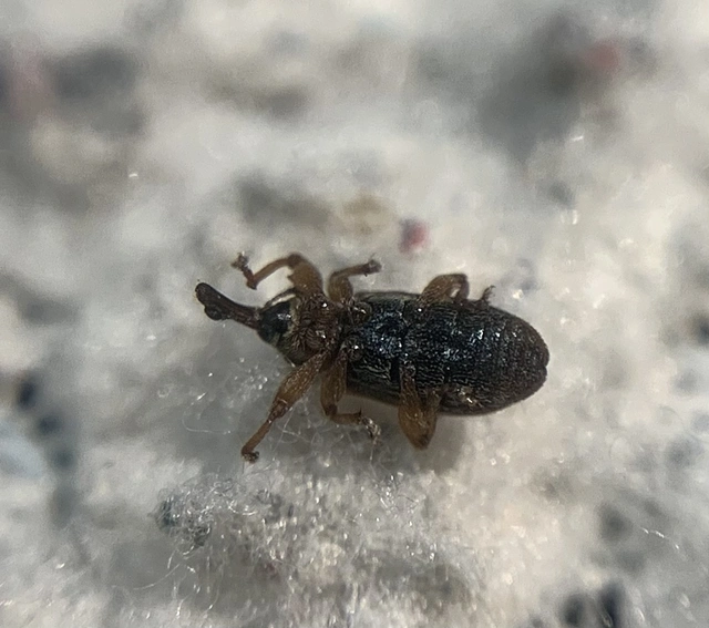 Dorytomus taeniatus - kecskefűz-hangormányos
