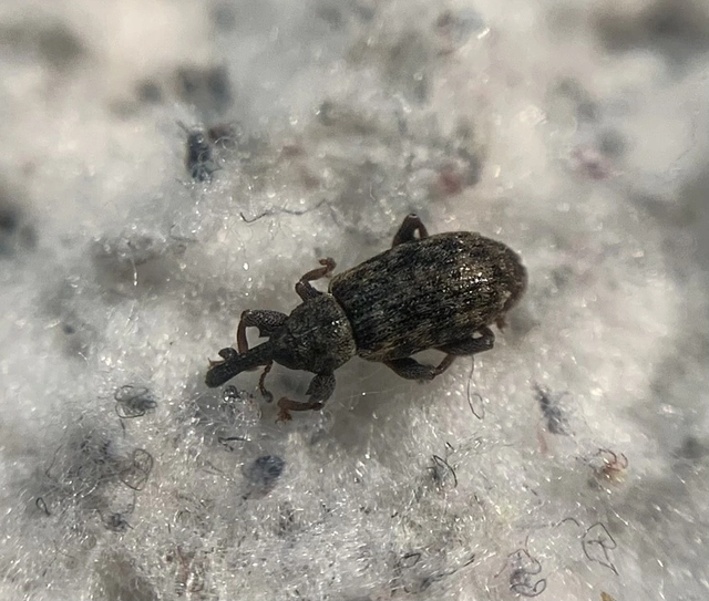 Dorytomus taeniatus - kecskefűz-hangormányos