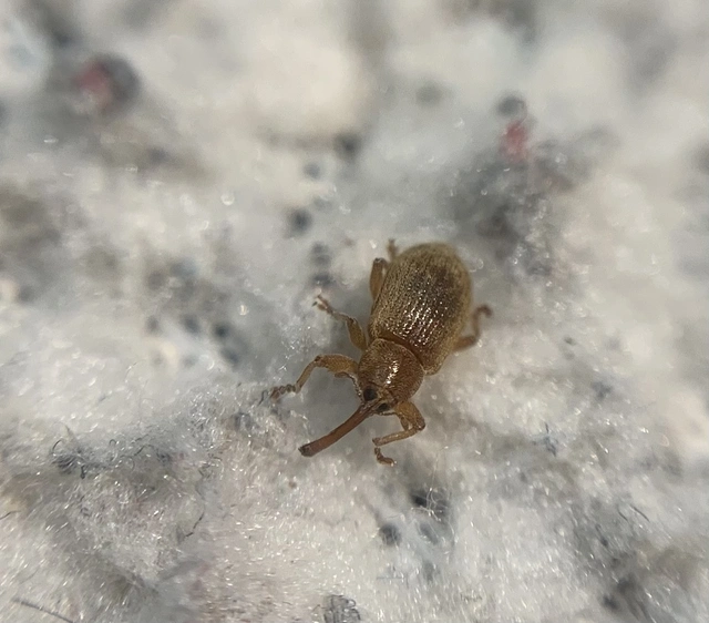 Dorytomus melanophthalmus - sárgaorrú hangormányos