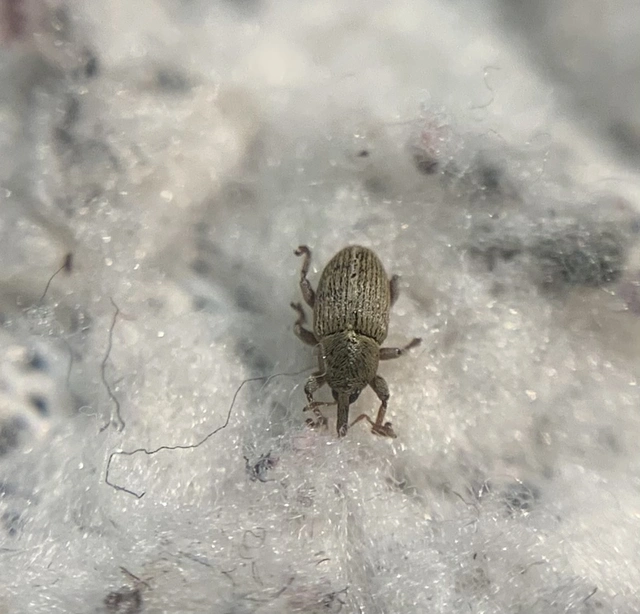 Tychius stephensi - rétihere-tímárormányos