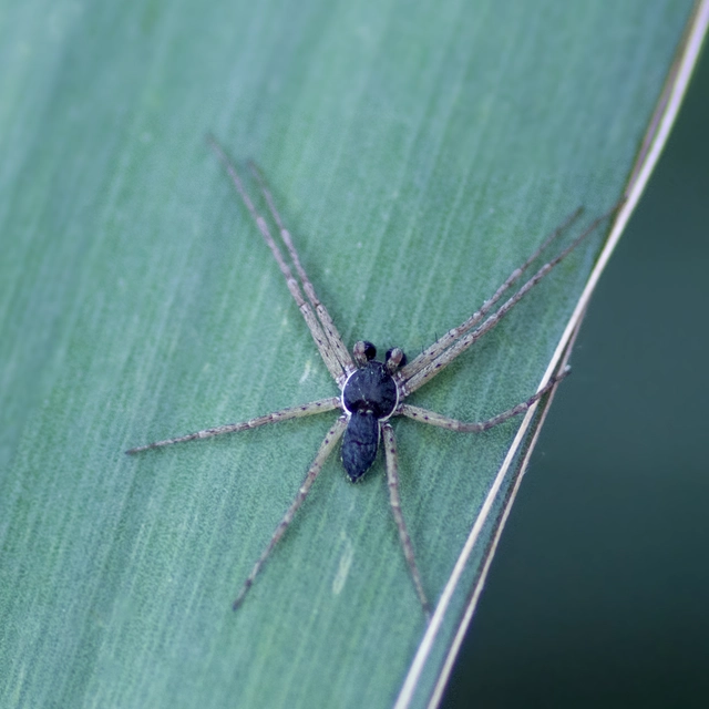 Philodromus dispar - lomb karolópók