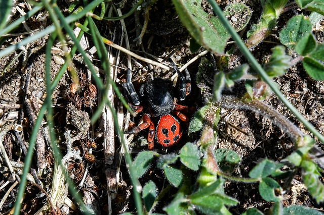 Eresus moravicus - sárgafejű bikapók Eresus moravicus - sárgafejű bikapók
