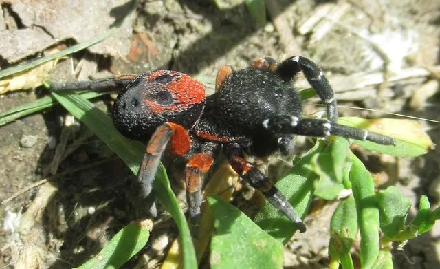Eresus moravicus - sárgafejű bikapók Eresus moravicus - sárgafejű bikapók