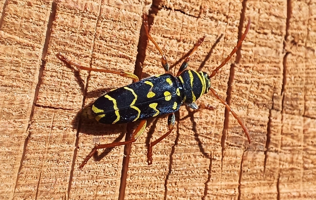 Plagionotus arcuatus - bársonyos darázscincér