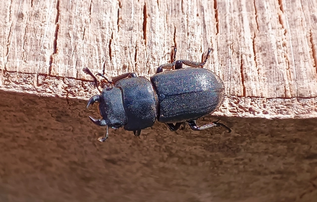 Dorcus parallelipipedus - kis szarvasbogár