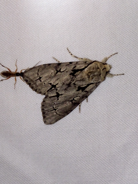 Acronicta cuspis/tridens/psi