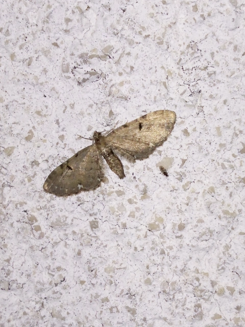 Eupithecia absinthiata - üröm-törpearaszoló