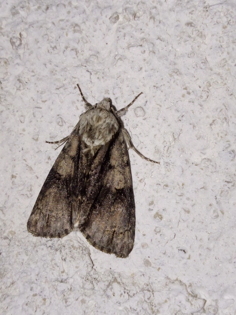 Acronicta alni - éger-szigonyosbagoly