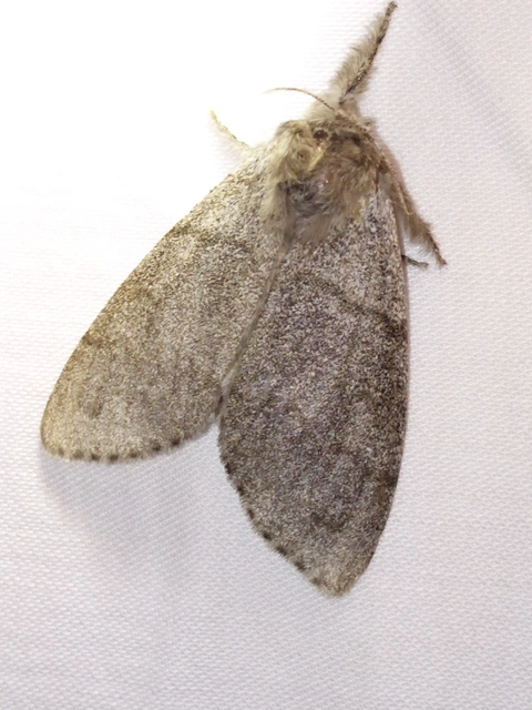 Calliteara pudibunda - hamvasszövő