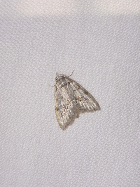 Nola cicatricalis - szürke pamacsosszövő