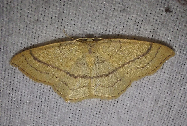 Cyclophora linearia - vonalas pettyesaraszoló