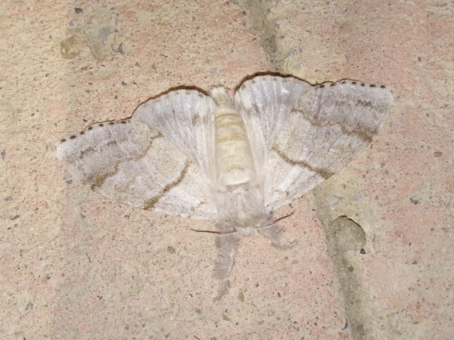 Calliteara pudibunda - hamvasszövő