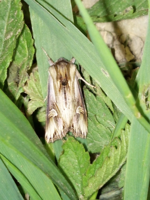 Actinotia polyodon - nagy sugarasbagoly