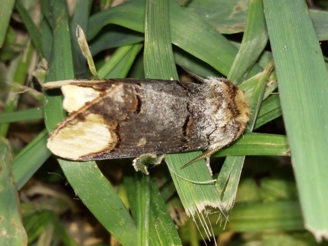 Phalera bucephala - sárgafoltos púposszövő